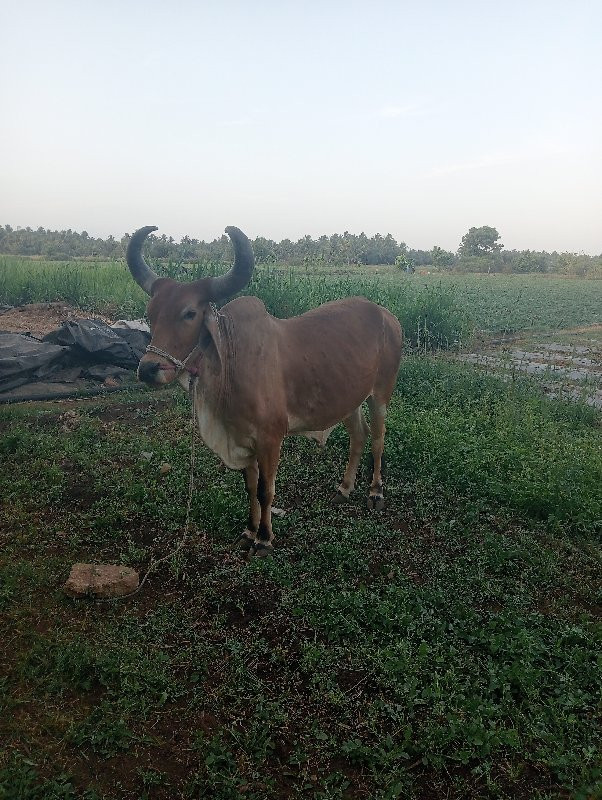 બળદ વેચવાના છે