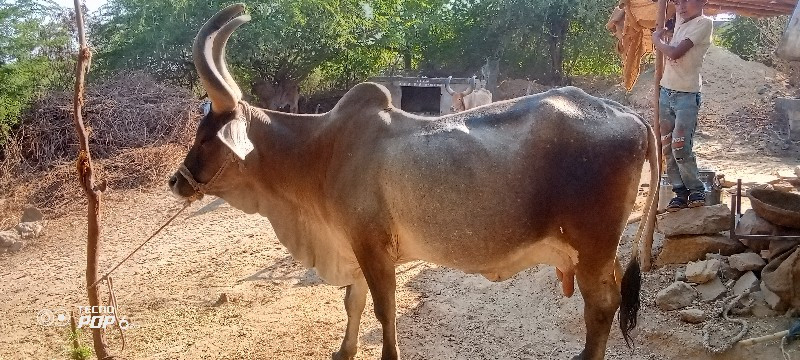 ગાયવેશવાનીશે