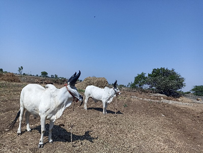 બરદ વેચવા ના છે