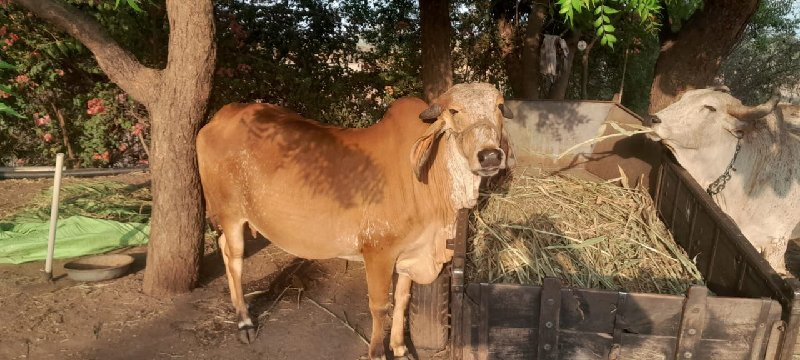 ગાય વેચવાની છે