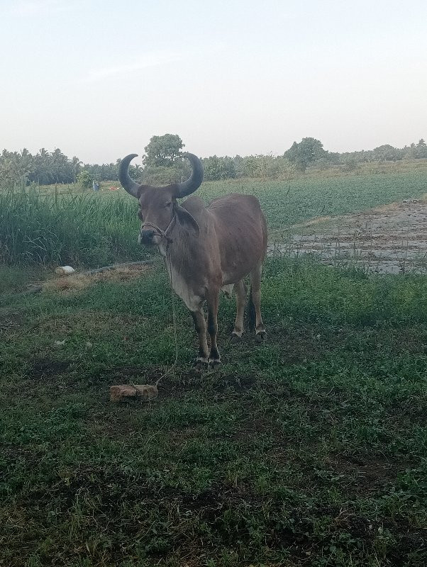 બળદ વેચવાના છે