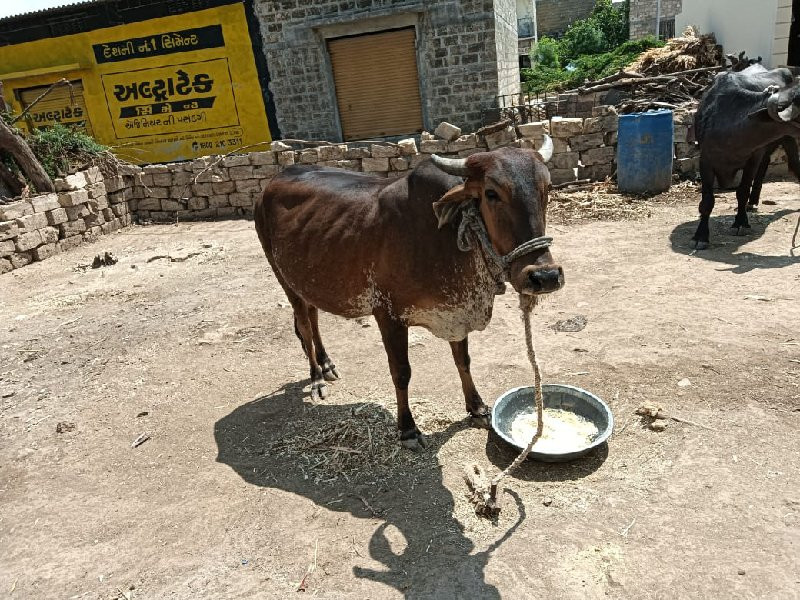 ગાય વેચવાની છે