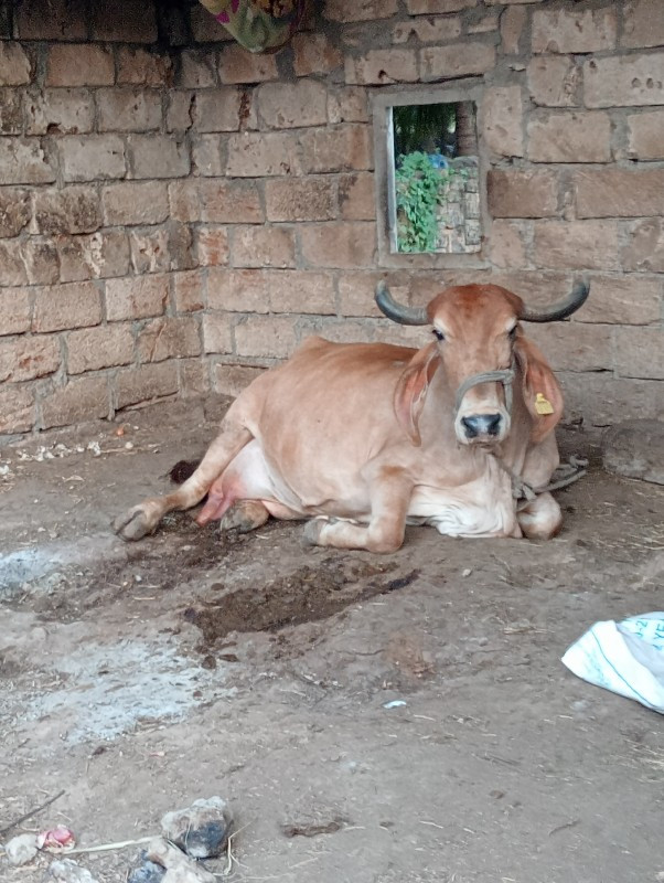 ગાય વેચવાની છે