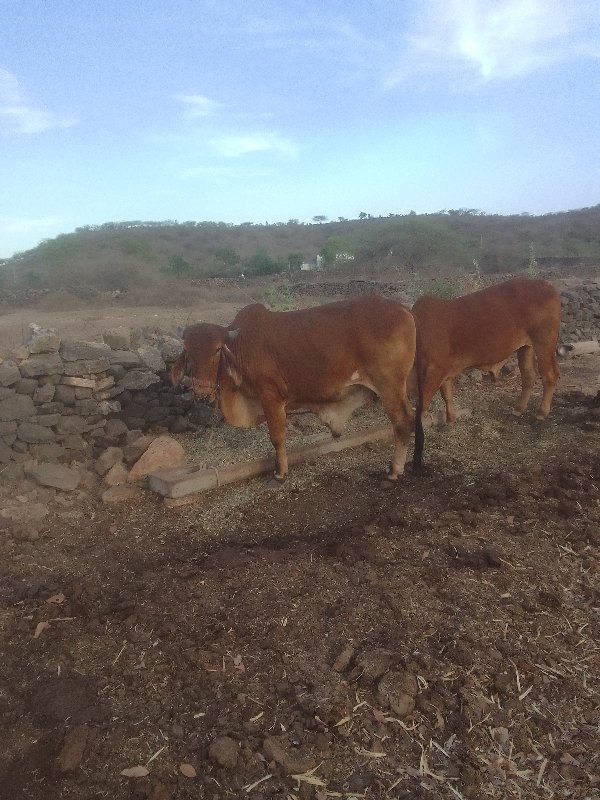 વાસડા બળદ  વેચવ...