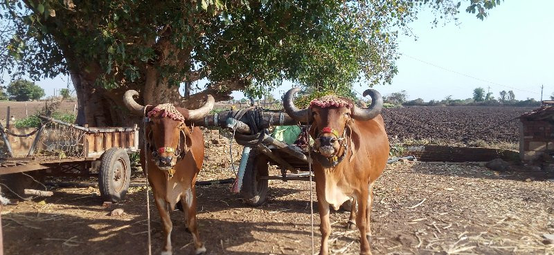 બળદ