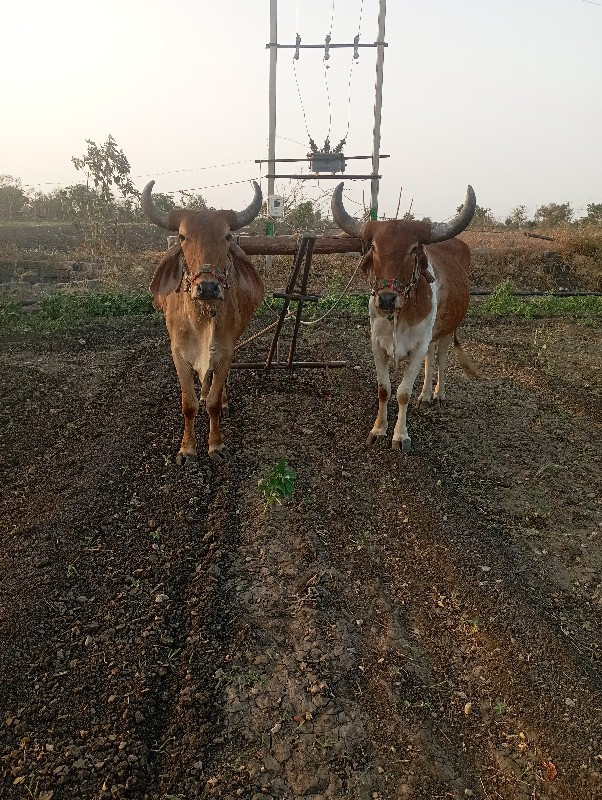 બળદ વેચવાના છે