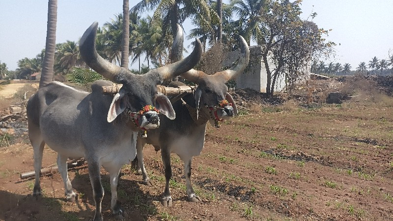 બળદ વેચવાના છે