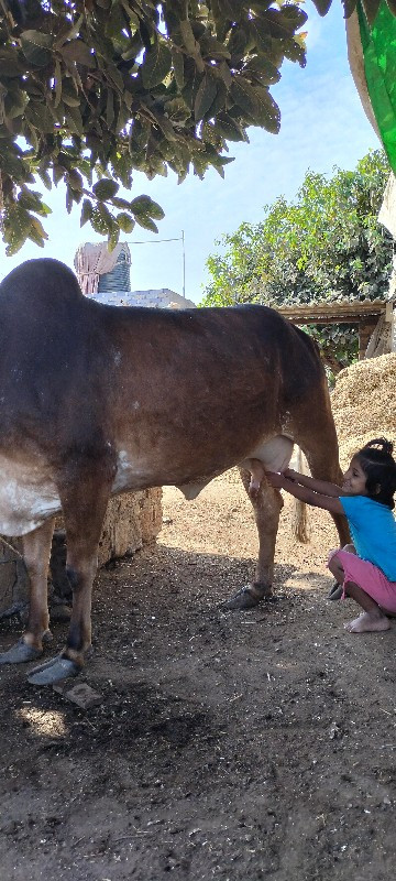 ગાય વેશવાની છે