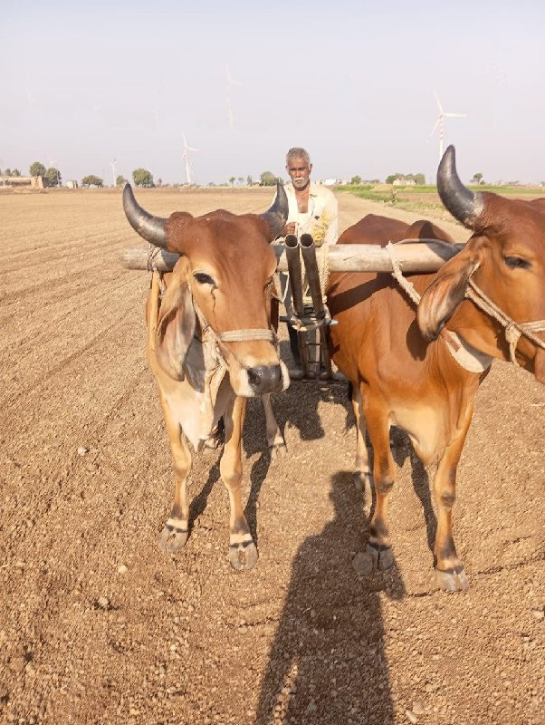 બળદ વેચવાના છે