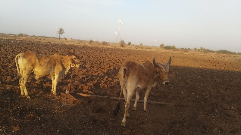 બળદ વેચવાના છે