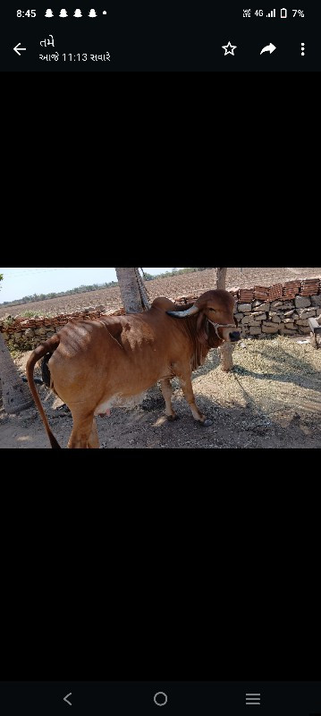 ગાય વેચવાની છે...