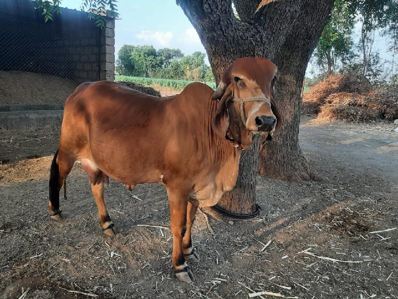 ગીર ગાય વેચવાની...