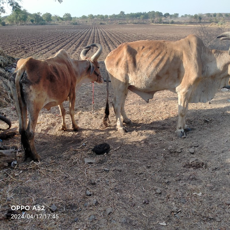 બળદ વેચવાના છે