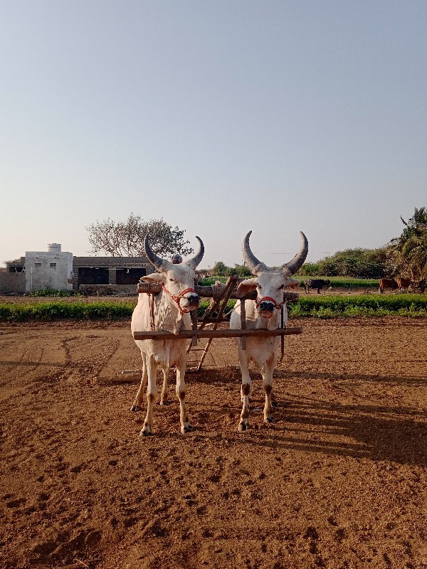 બળવેચવાના છે છદ...