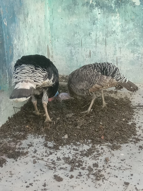 turkey pair