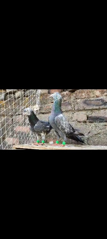 sell pigeon