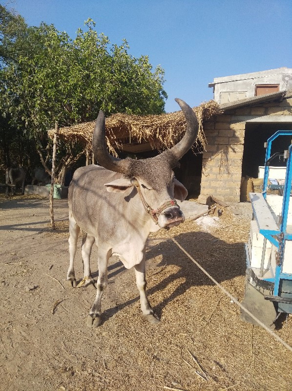 આ બરઘ વેચવાનો છ...