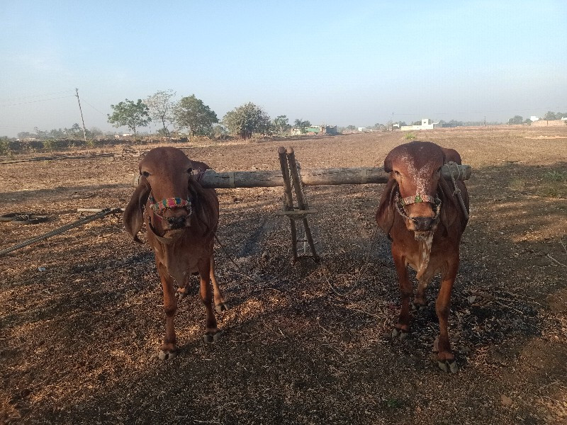 વાછરડા વેચવાના...