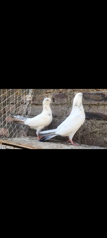 for sell pigeon