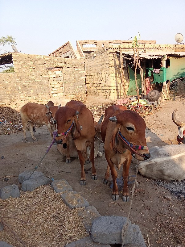 ગોઢલા છે ચાલુ વ...