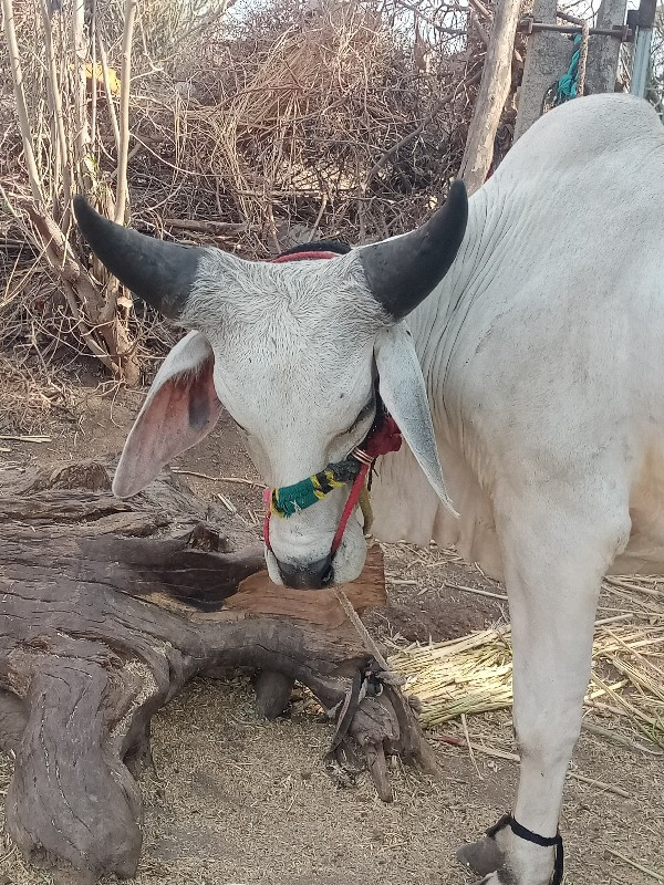 ગોઢલા