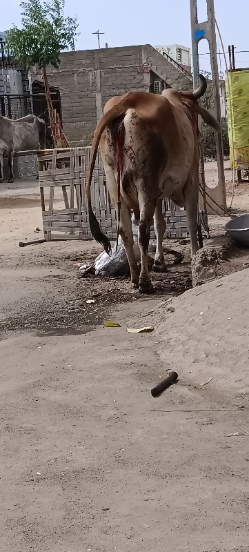 લેવિ હોય તો ફોન...