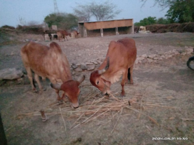 બળદ વહેંચવાના છ...