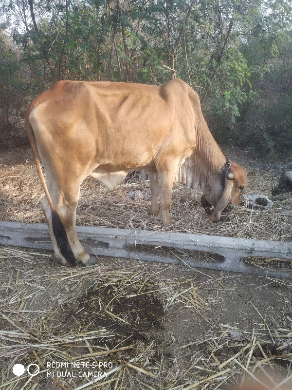 એકલો વાસડો