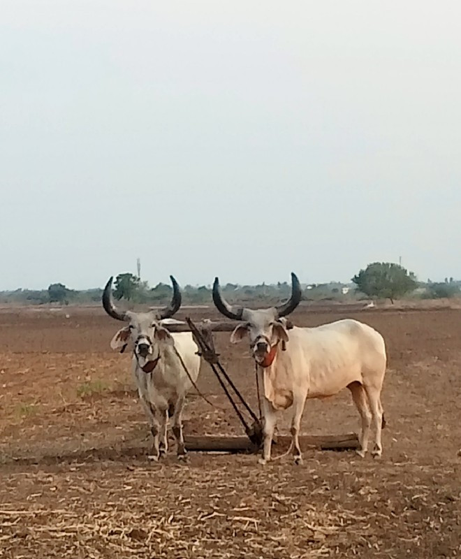 બળદ વેચવાના છે