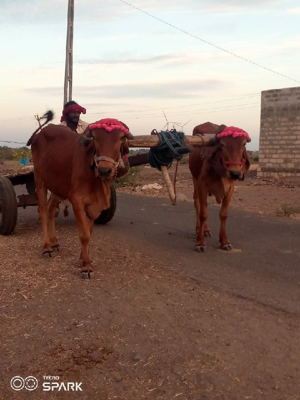 દેવભૂમિ દ્વારકા...