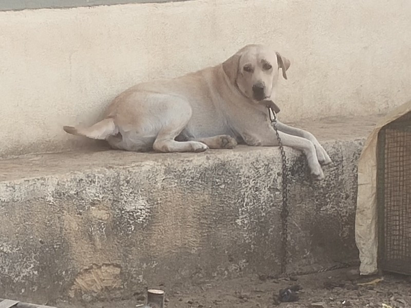 લેબરા ડોગ ફિમેલ...