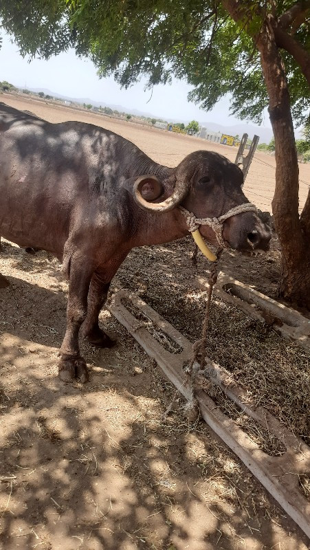 ભેશ વેચવાની છે.