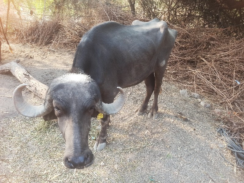 વેચવા ની છે