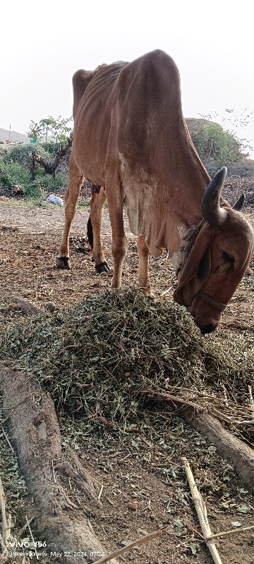 મફત