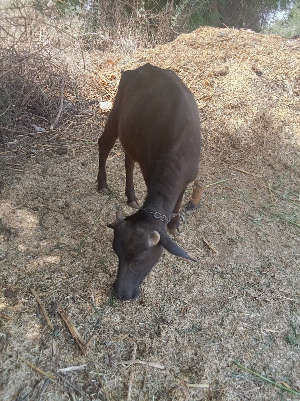 બનીને અસરની બે...