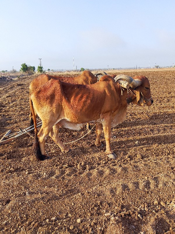 બળદ વેચવાના છે