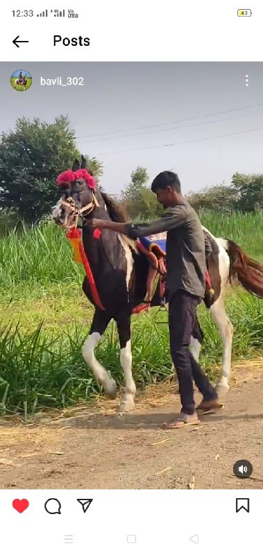 આઘોડીનાસાટાકરવા...