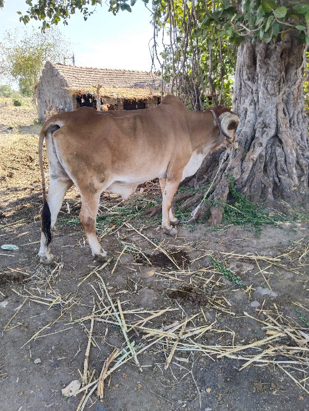 બળદ વેચવાનો છે