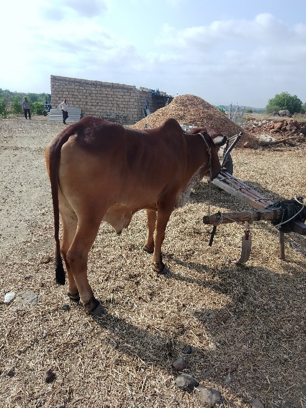 ગોઢલો વેચવાને છ...