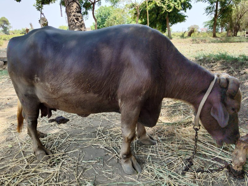 ભેંસ વેચવાની છે