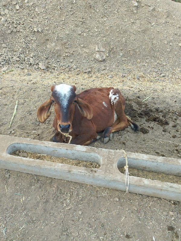 વાછડીયુ