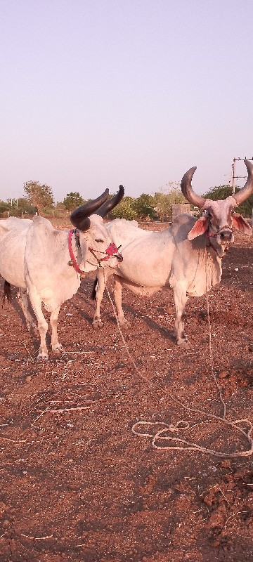 બળદ વેચવાના છે