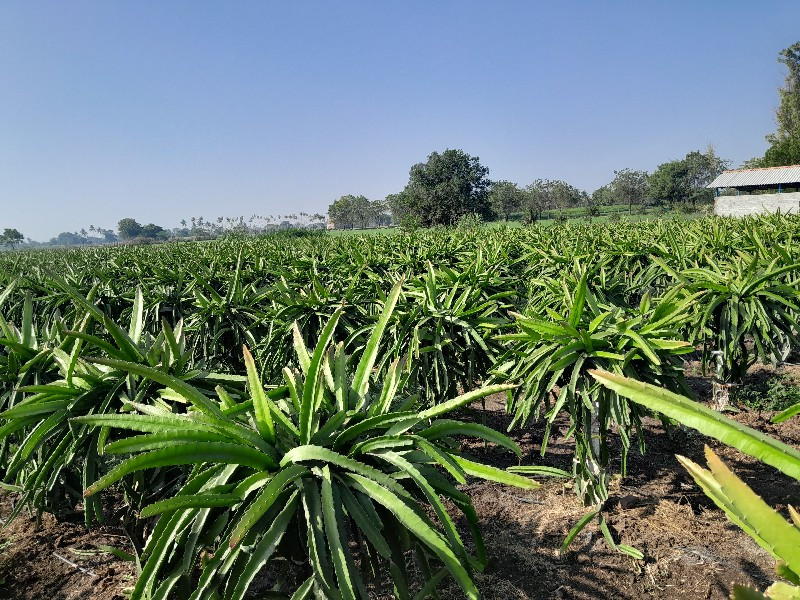 બગીચા મા ફેમીલી...