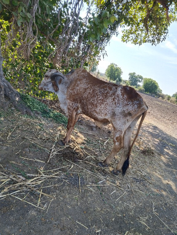 બળદ વેચવાના છે