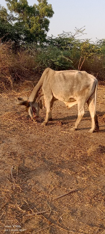 બળદ વેચવાનો છે