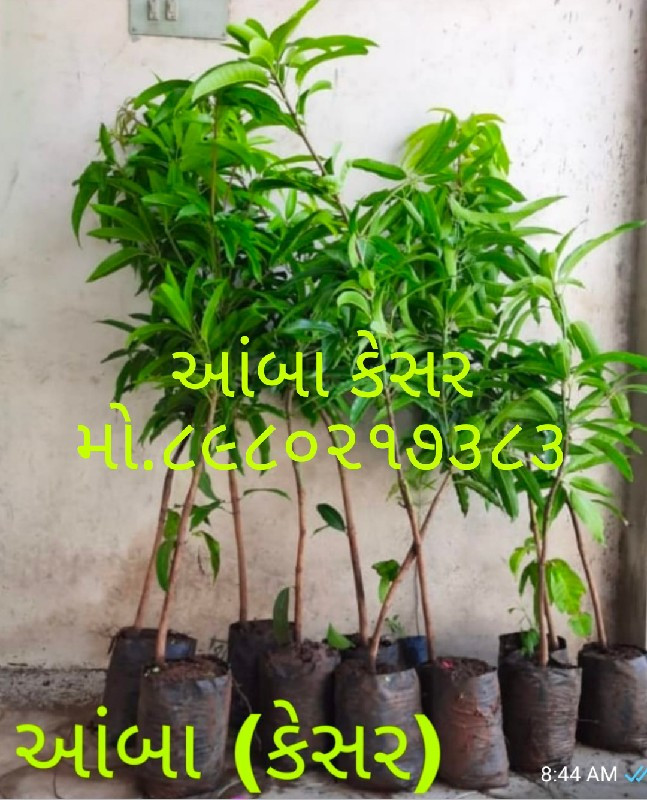 ટોટલ બાગાયતી રો...