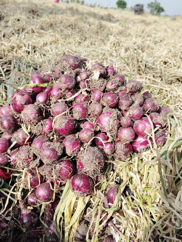 લાલ કુભણ કળી વે...