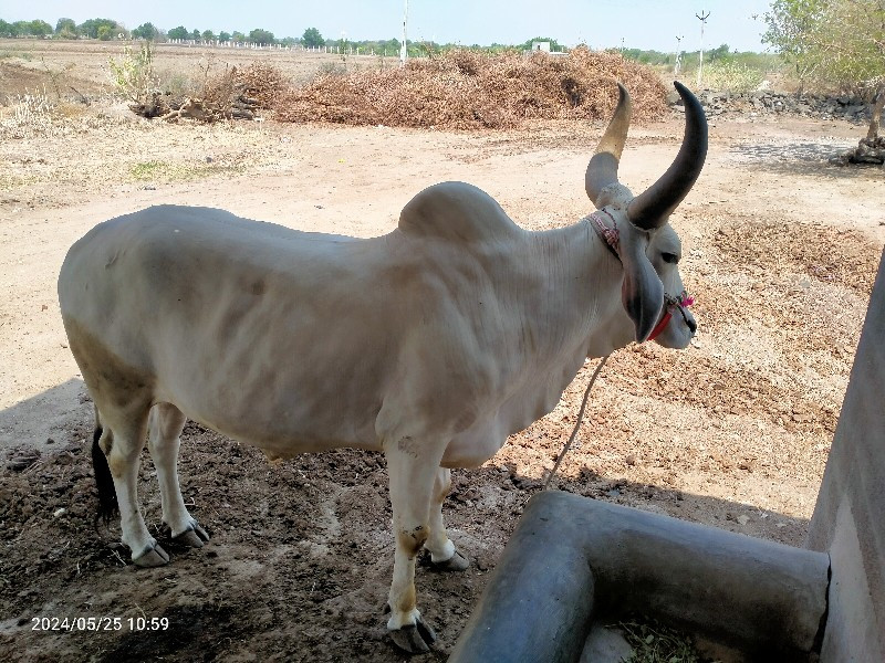 ગોઢલા વેચવાના છ...