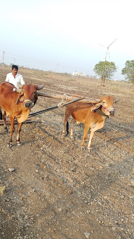 આ ગોધલાનું સાટુ...