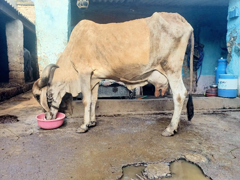 ગાય વેચવાની છે